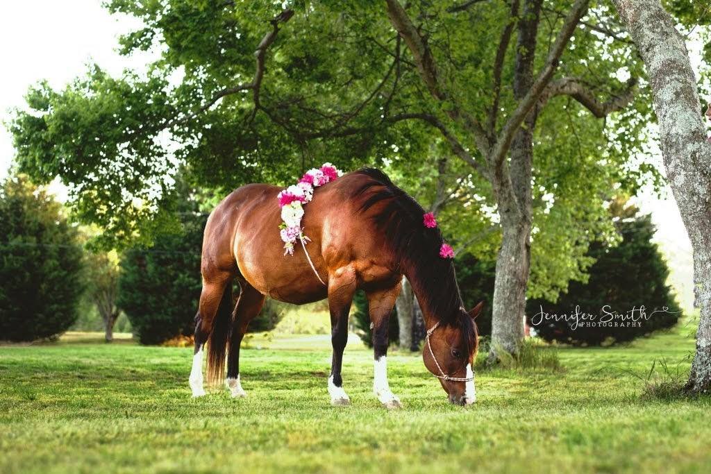 Good Morning Baby Girl Horse Book by Candice Ballard